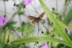 Aricia agestis