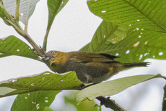 Chlorospingus flavigularis