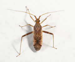 Phytocoris pallidicornis