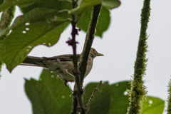 Turdus maculirostris