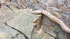 Hypsiglena chlorophaea