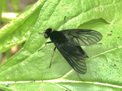 Chrysopilus velutinus