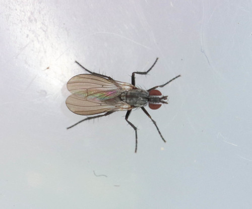 Anthomyia monilis · iNaturalist