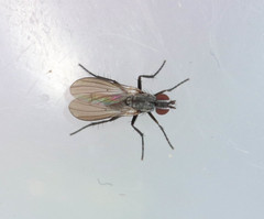Anthomyia monilis