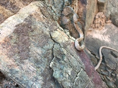 Hypsiglena chlorophaea