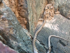 Hypsiglena chlorophaea