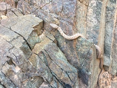 Hypsiglena chlorophaea