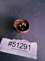 Marasmiellus rhizomorphigenus