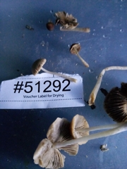 Psathyrella subsingeri