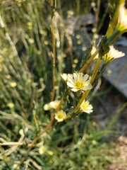 Lactuca saligna