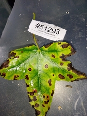 Cercospora liquidambaris
