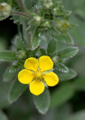 Potentilla lineata