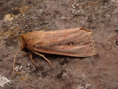 Globia sparganii