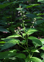 Circaea canadensis quadrisulcata
