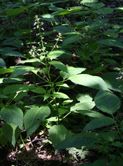 Circaea canadensis quadrisulcata