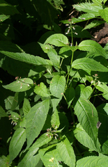 Circaea canadensis quadrisulcata