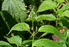 Circaea canadensis quadrisulcata