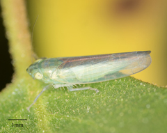 Neocoelidia fuscovittata