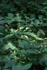 Circaea canadensis quadrisulcata