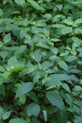 Circaea canadensis quadrisulcata