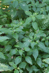 Circaea canadensis quadrisulcata