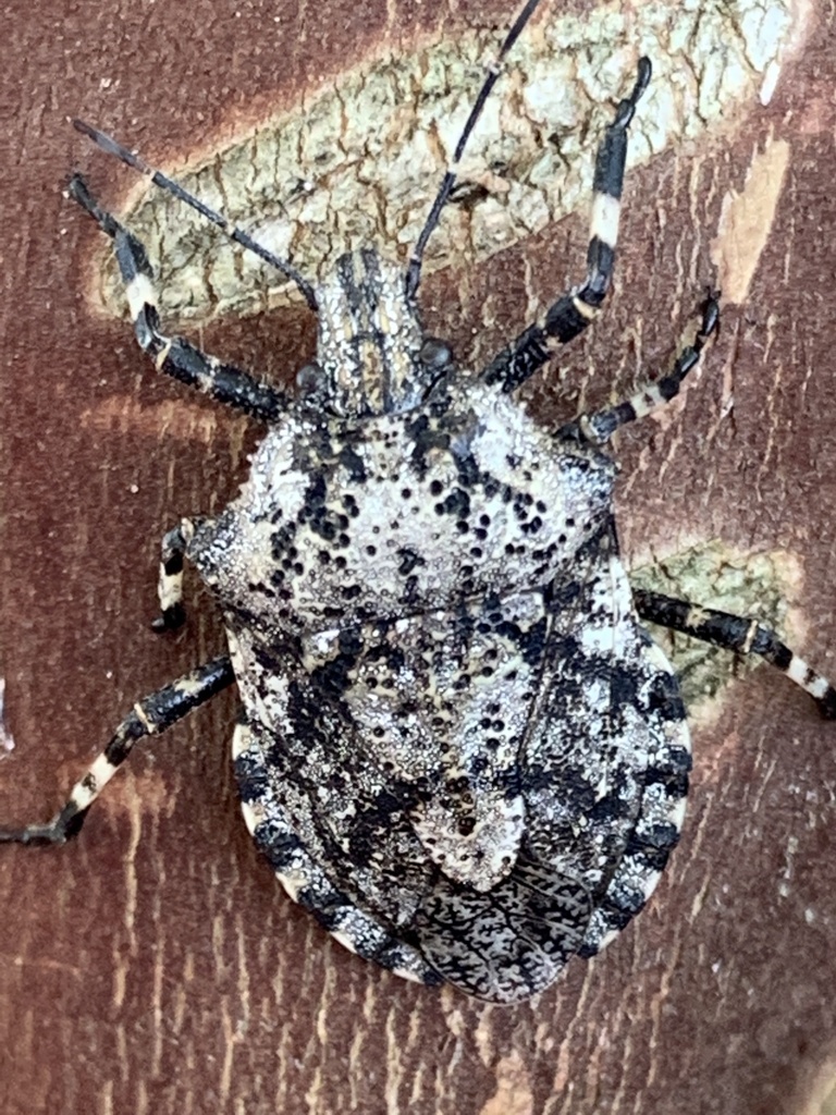 Brochymena chelonoides