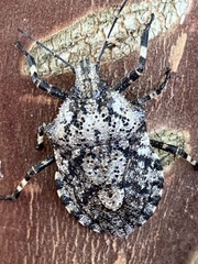 Brochymena chelonoides