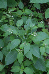 Circaea canadensis quadrisulcata