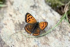 Lycaena panava
