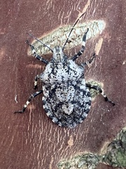 Brochymena chelonoides