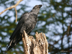 Corvus rhipidurus