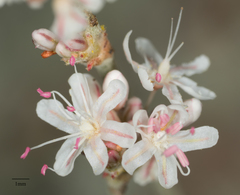 Eriogonum wrightii subscaposum