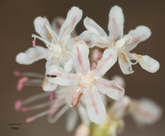 Eriogonum wrightii subscaposum