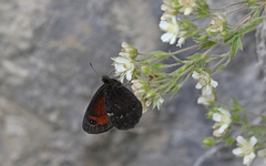 Erebia styx