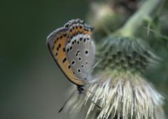 Lycaena panava