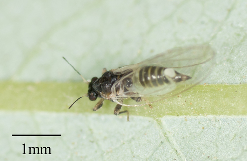 Triozidae