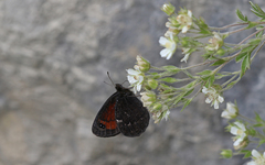Erebia styx