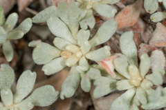 Eriogonum wrightii subscaposum