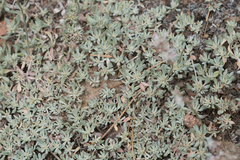 Eriogonum wrightii subscaposum