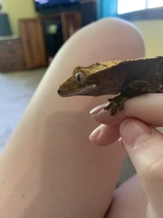Correlophus