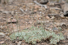 Eriogonum wrightii subscaposum