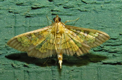 Diacme elealis