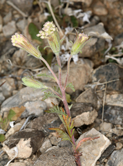 Chaenactis macrantha