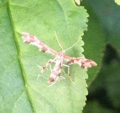 Geina periscelidactylus