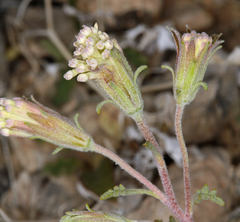 Chaenactis macrantha