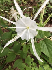 Hymenocallis occidentalis