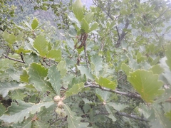 Quercus macranthera