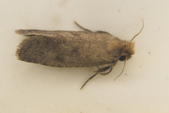 Acrolophus propinqua