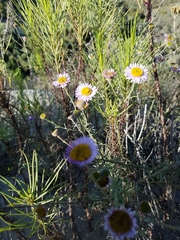 Erigeron blochmaniae