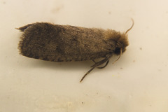 Acrolophus propinqua